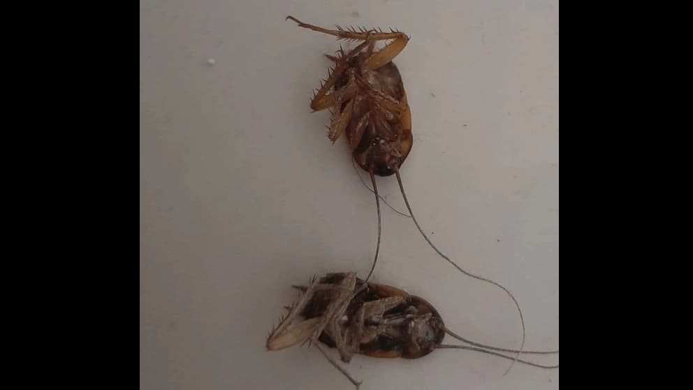 سمپاشی تخصصی پارساگستر در رشت